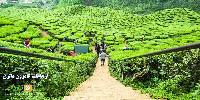 ارتفاعات کامرون مالزی (بهشت مزارع چای)