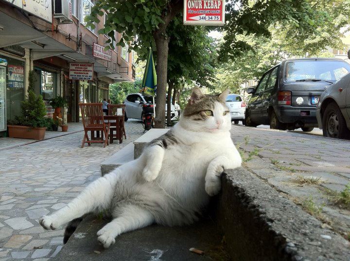 گربه‌های عاشق استانبول!