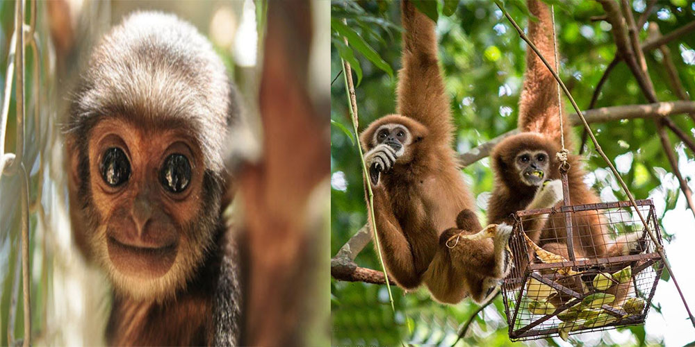 پروژه توانبخشی گیبون پوکت(میمون های در خطر انقراض)