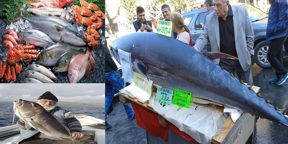 ماهیان قابل صید کشور ترکیه