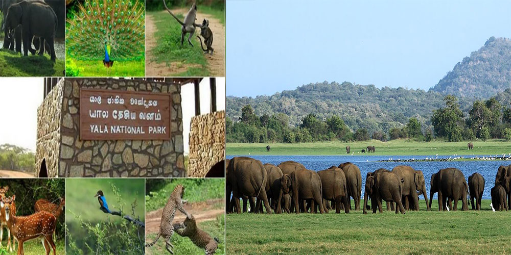بهترین پارک های ملی سریلانکا را بشناسید!