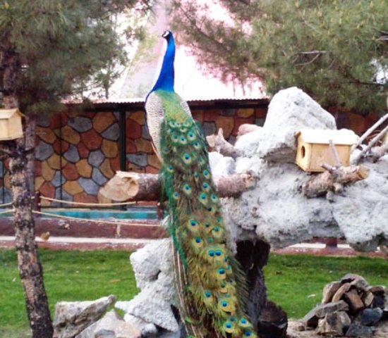 باغ پرندگان مشهد(بزرگترین باغ پرندگان شرق ایران)