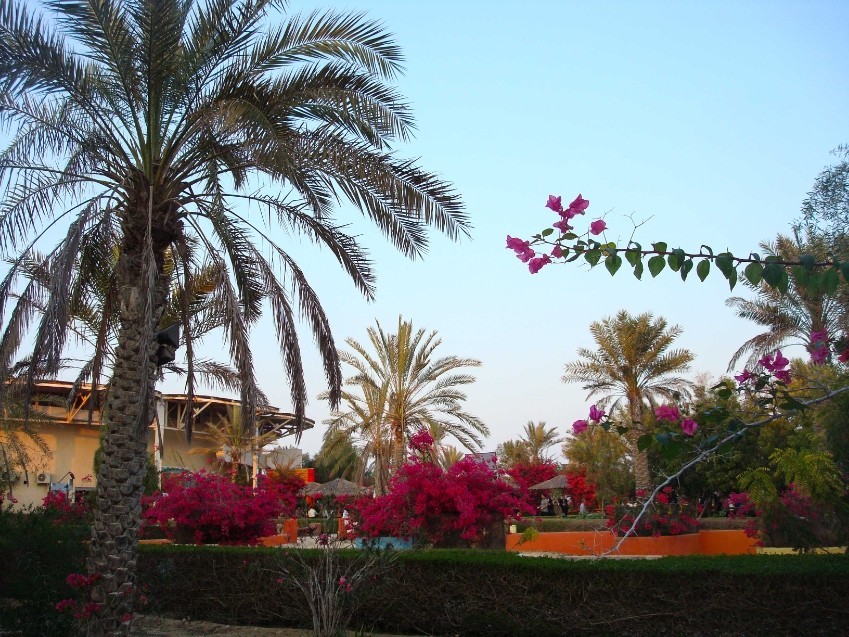 باغ پرندگان جزیره کیش(زیبایی‌ جزیره)