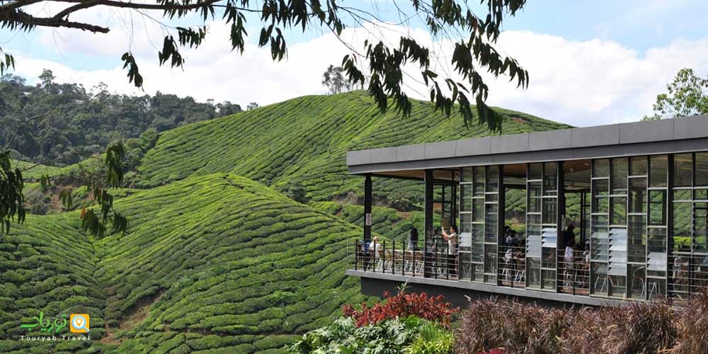 ارتفاعات کامرون مالزی (بهشت مزارع چای)