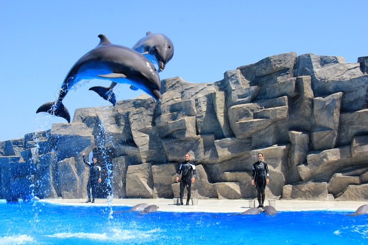پارک دلفین های باتومی(هنرنمایی دلفین ها)