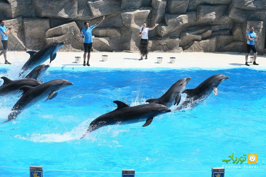 پارک دلفین های باتومی(هنرنمایی دلفین ها)