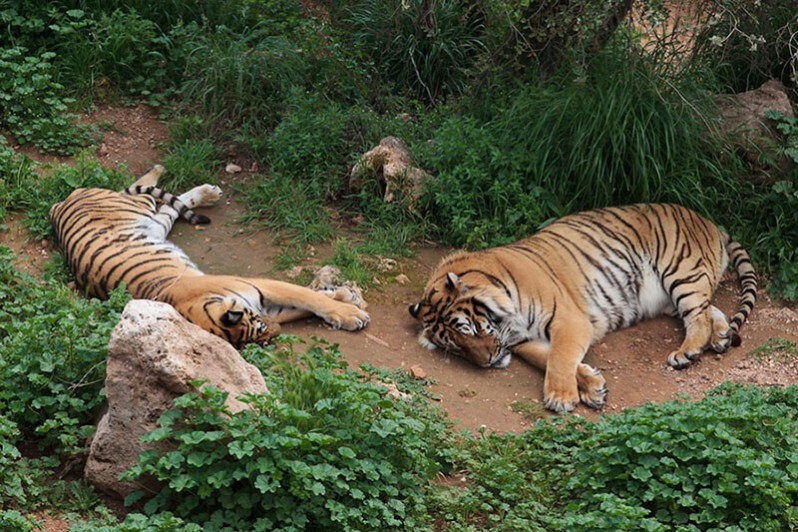 باغ وحش آنتالیا(ملاقات با حیوانات در شهر توریستی)