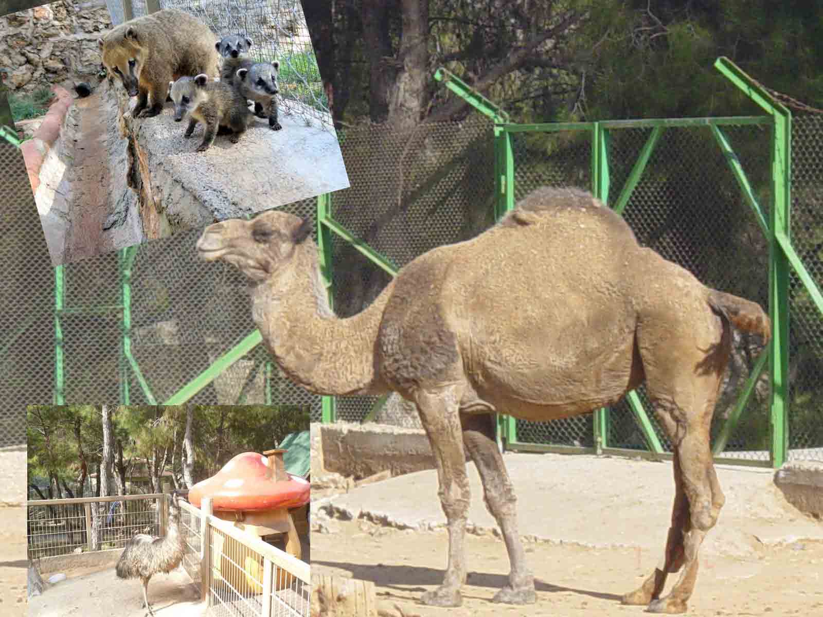 باغ وحش آنتالیا(ملاقات با حیوانات در شهر توریستی)