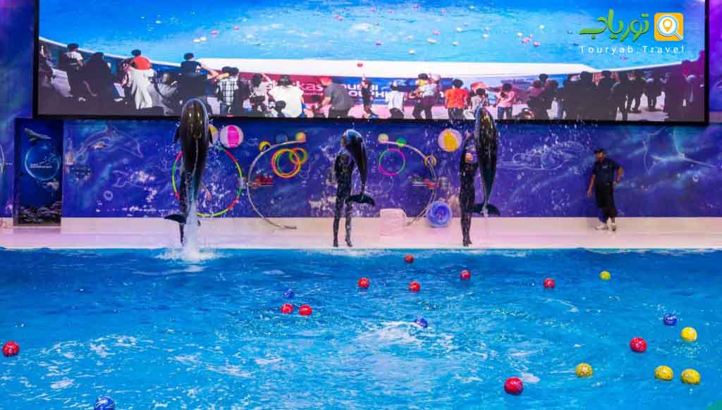 دلفیناریوم دبی(مهارت ها و استعدادهای حیرت انگیز دلفین ها)