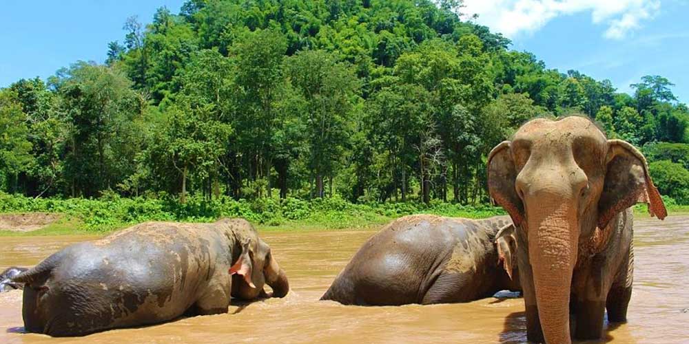 پناهگاه جنگل فیل ها در پاتایا(Elephant Jungle Sanctuary)
