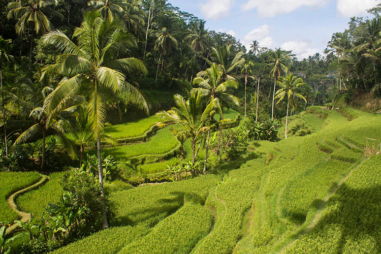 مزارع برنج تگالالانگ بالی(بهترین تراس های برنج بالی)