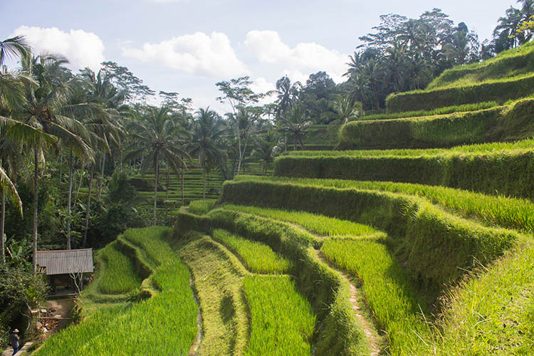 مزارع برنج تگالالانگ بالی(بهترین تراس های برنج بالی)