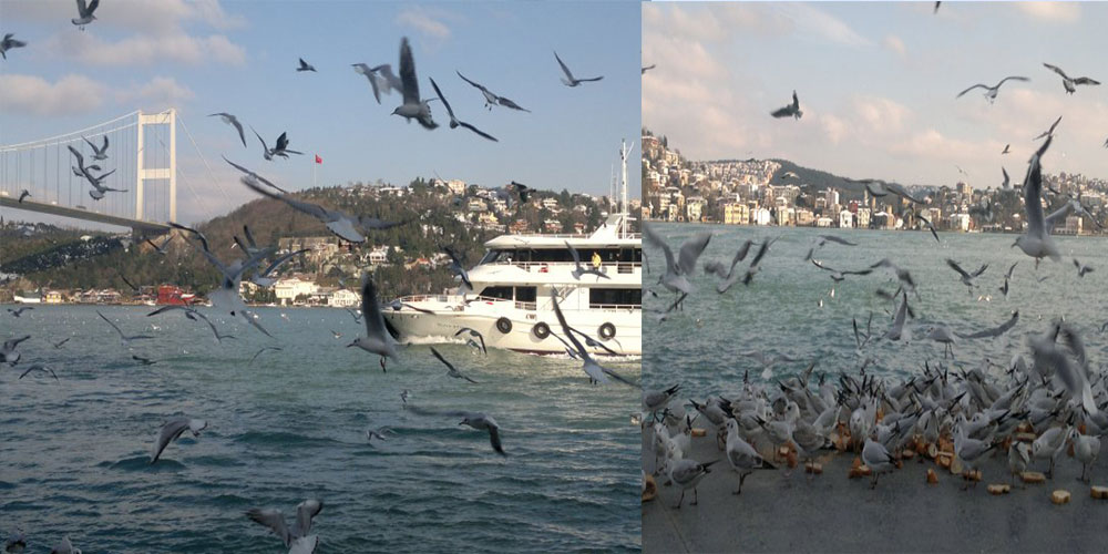مرغ دریایی استانبول(Seagull)