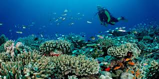 بهترین مکان ها برای غواصی در مالدیو