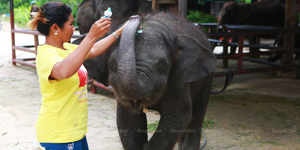 صنعت گردشگری فیل های تایلند؟